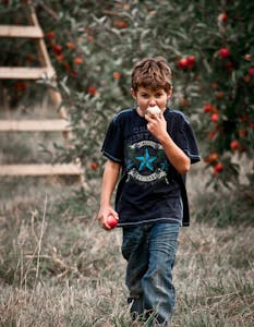 Young boy eating an apple in a lush orchard on a sunny day, embodying leisure and nature.